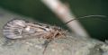 Halesus radiatus